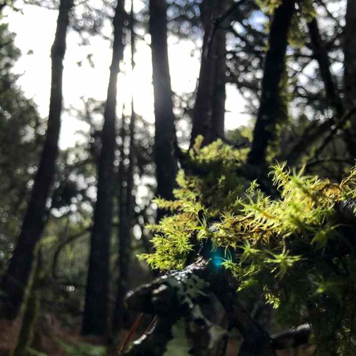 Near Point Reyes Hill Loop via Inverness Ridge, Muddy Hollow, and Bayview Trail