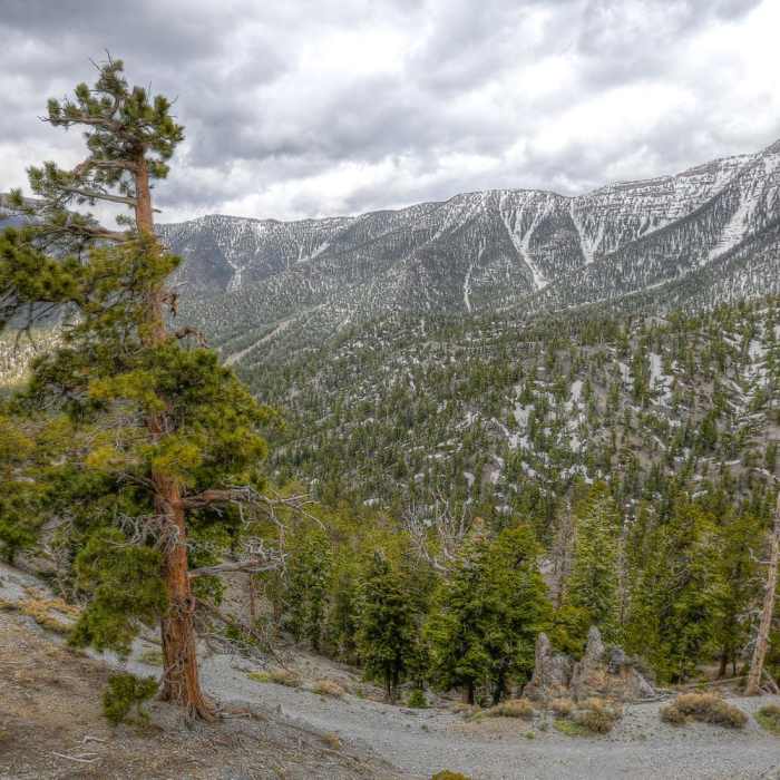 Near Bristlecone Trail