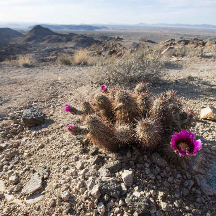 Near Fortynine Palms Oasis Trail