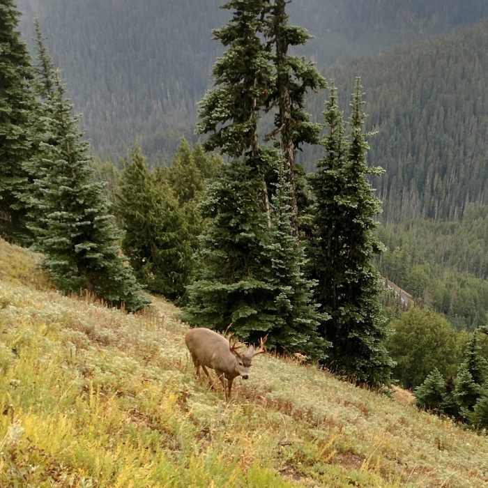 Near Mount Angeles Via Switchback Trail