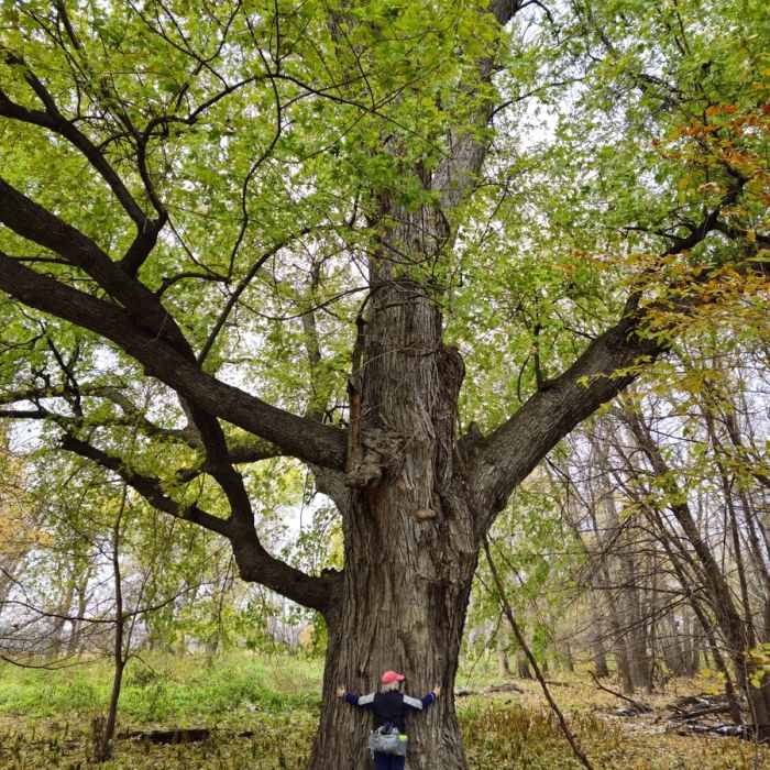 A huge, very old maple tree in the floodplain forest. Near Long Meadow Lake Trail