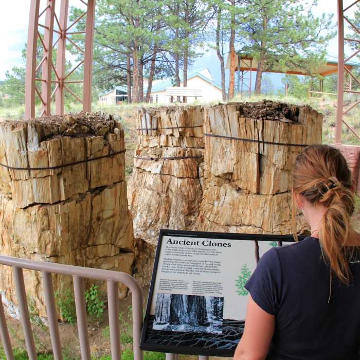 Ancient Clones Redwood. Near Boulder Creek Trail