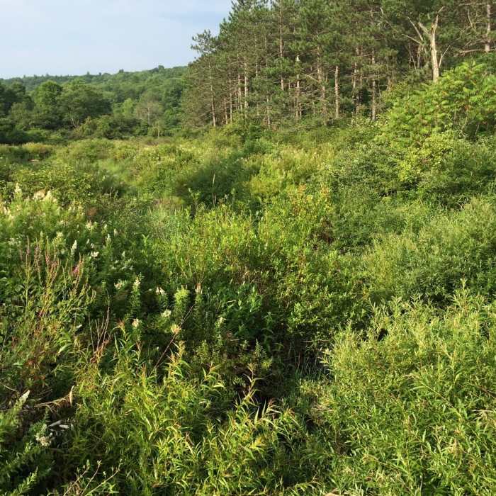 Summer greenery along the trail. Near Abbot Loop