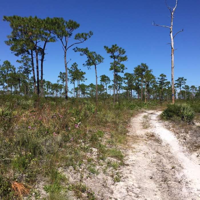 Open grassy forest of longleaf pine. Near Blue Trail Hike