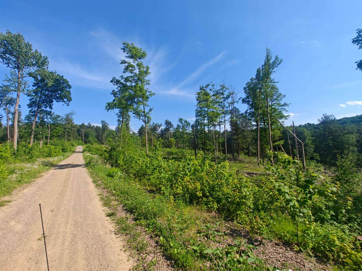 Fire Road 137 trail photo
