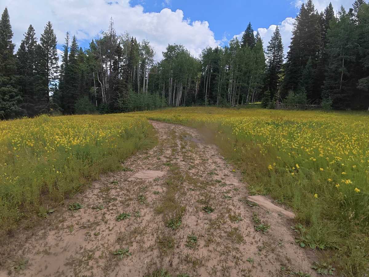 Bear Gulch Road - FS 210 trail photo