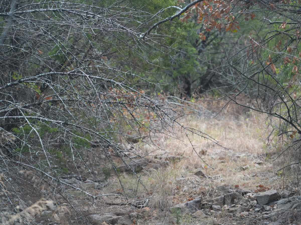 Green 61 trail photo