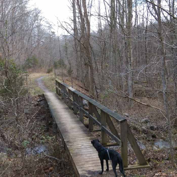 An even-larger footbridge on the Daniel Boone Trail peaks Fido's interest. Near Cumberland Gap Out-and-Back