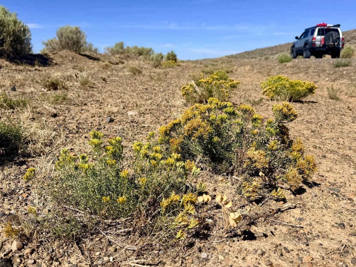  Saval Ranch Road photo 5