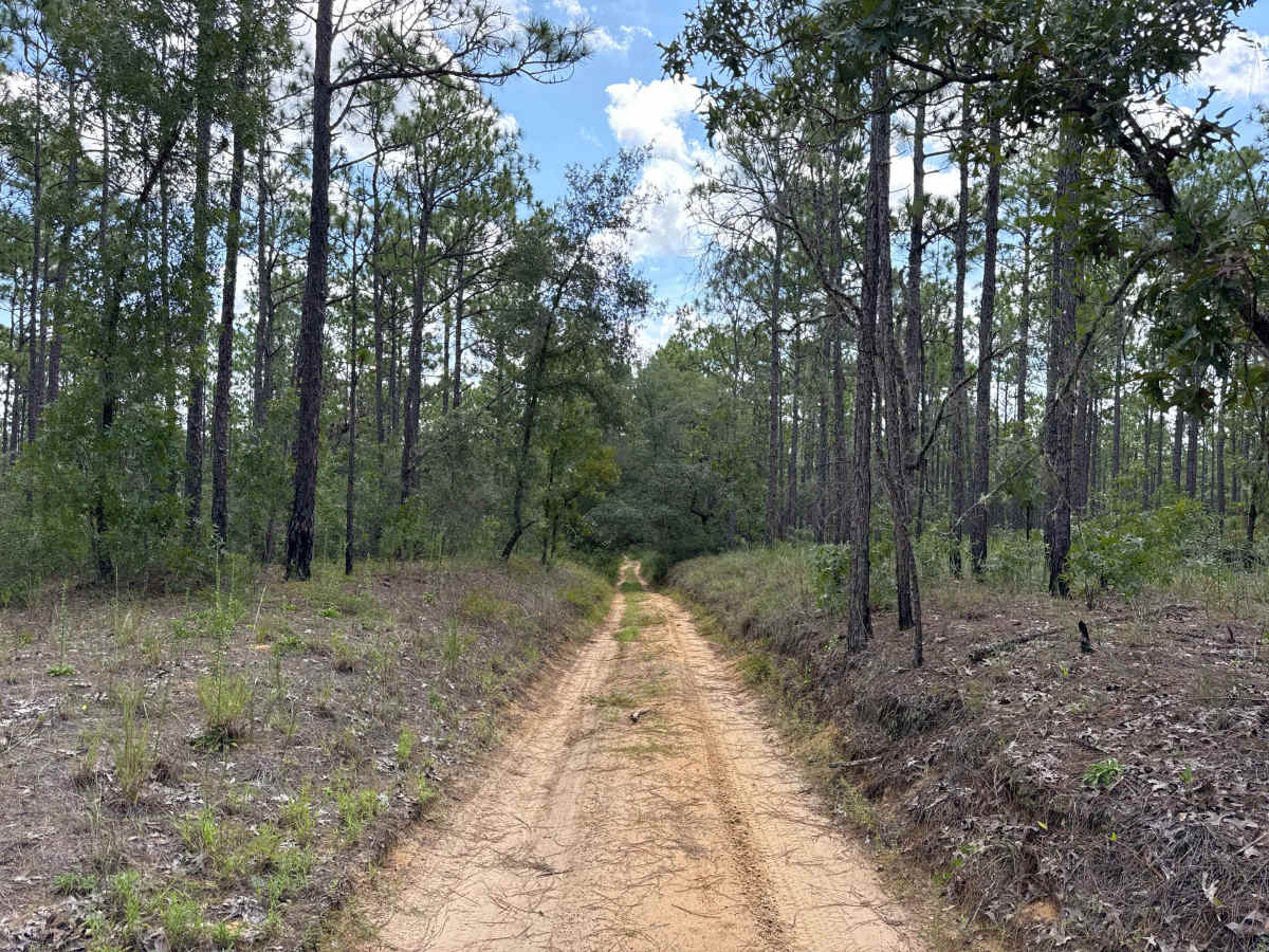 Trail 6 - Citrus WMA photo 6