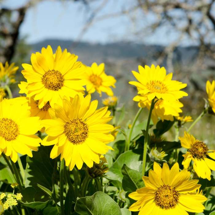 Near Memaloose Hills Trail
