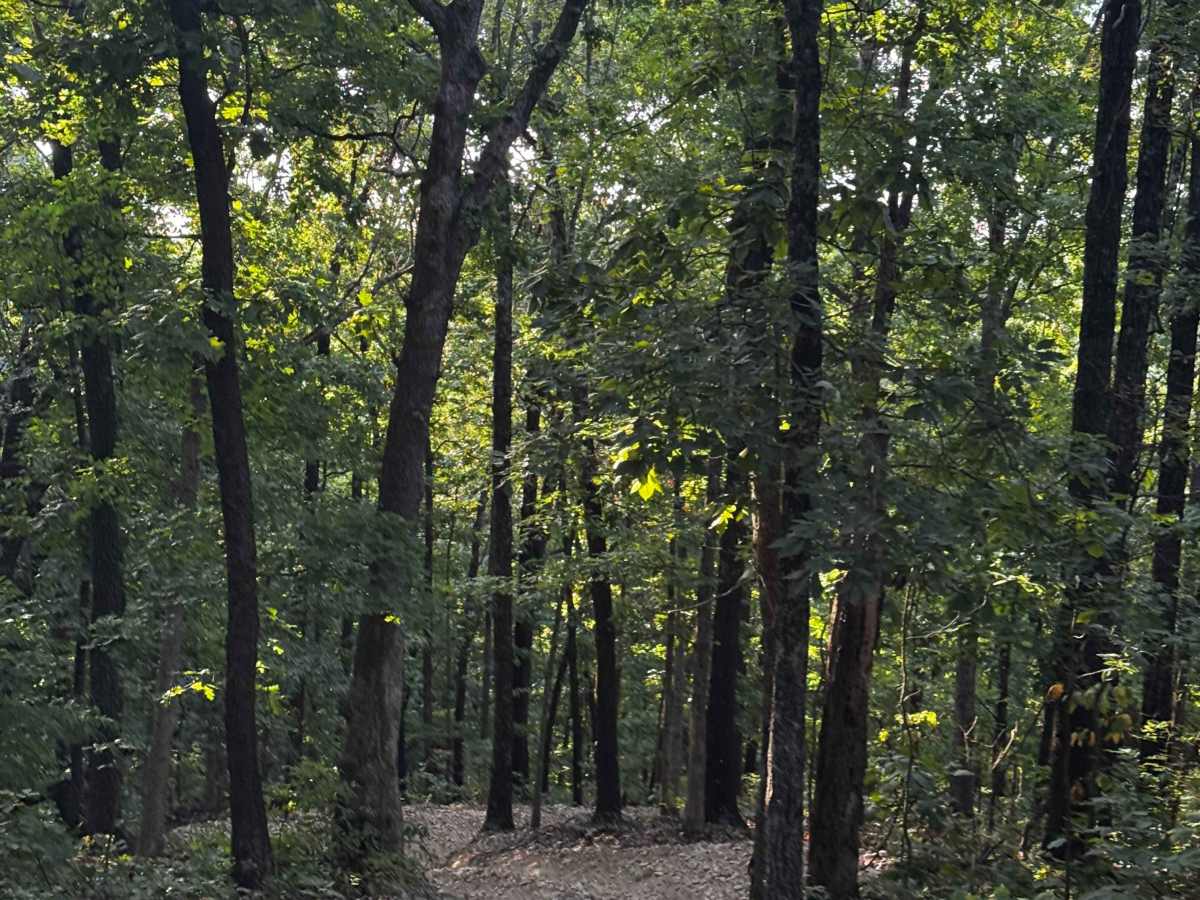 Loop 2 trail photo