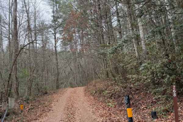 Yellow Mountain Trail - FS 268