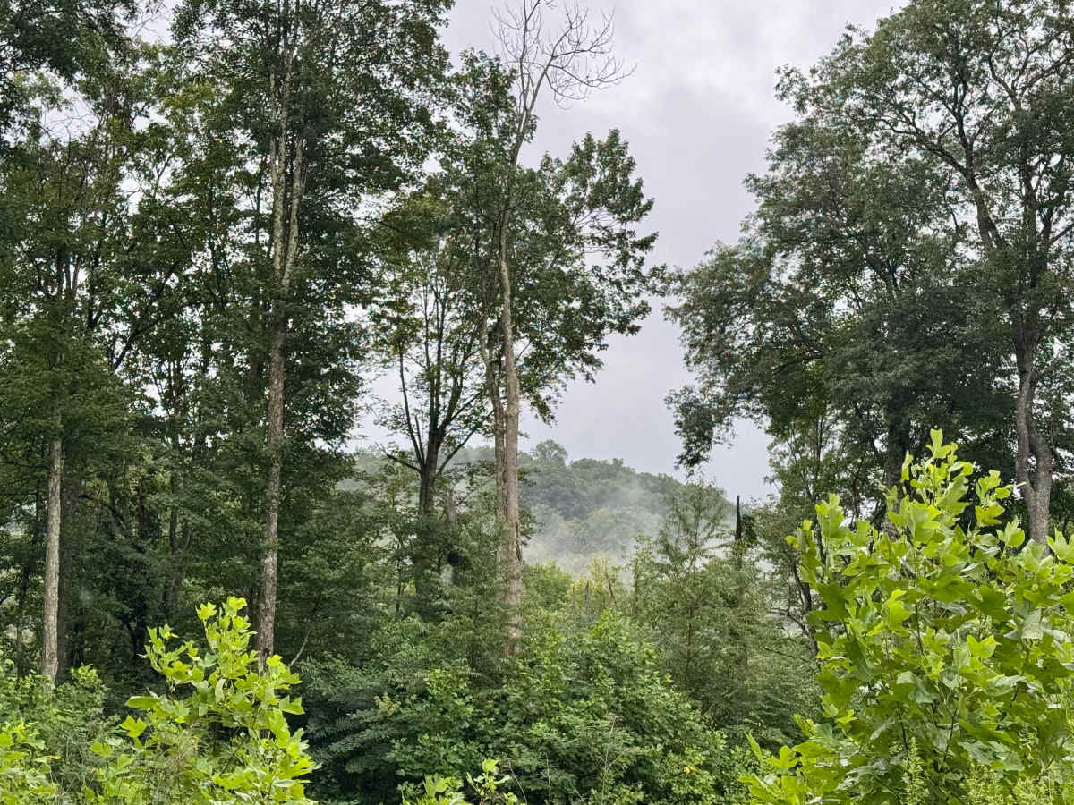 Laurel Run - FS 425 photo 4