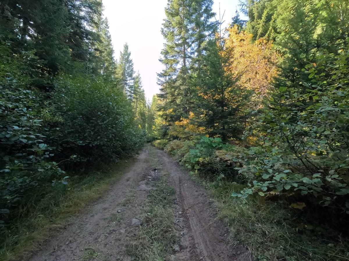 Old Hanson Creek - FS 9413020 photo 4
