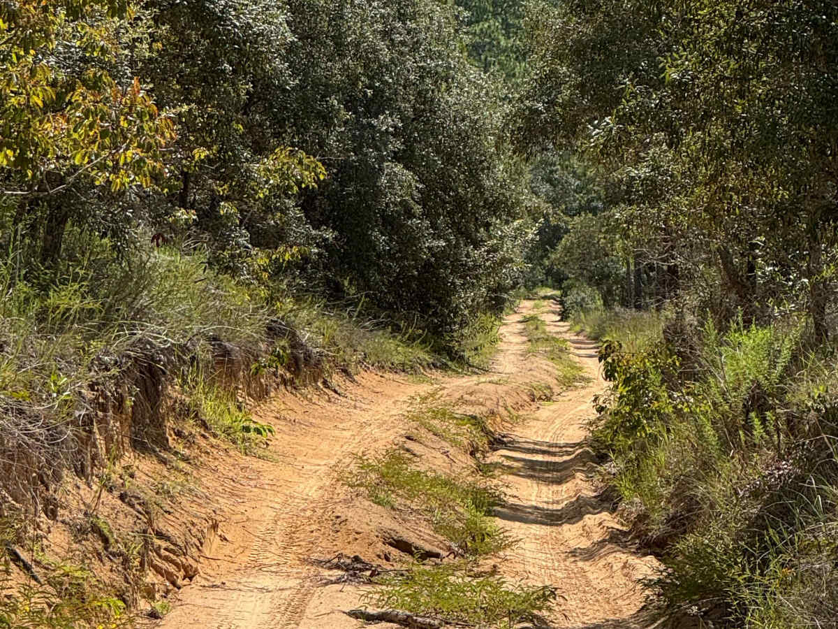 Trail 6 - Citrus WMA trail photo