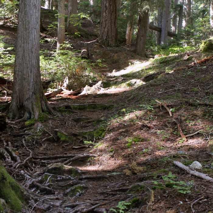 Near Heather Lake Trail