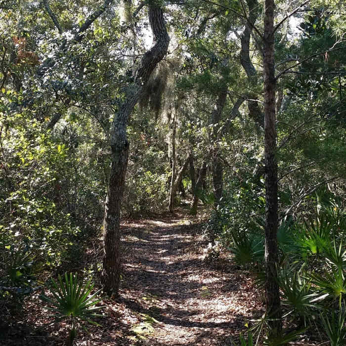 Shady tree cover, singletrack Near Naval Live Oaks Loop