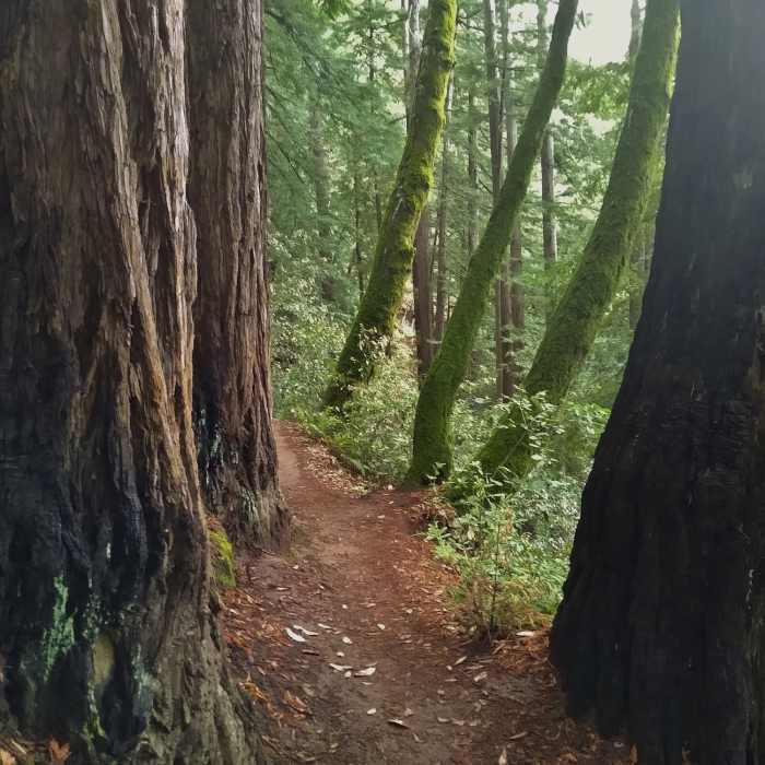 Near Merry-Go-Round to Sprig Trail Loop