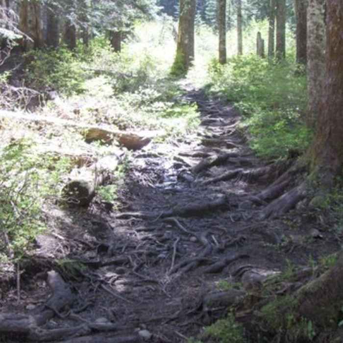 Near Top Spur Trail #785