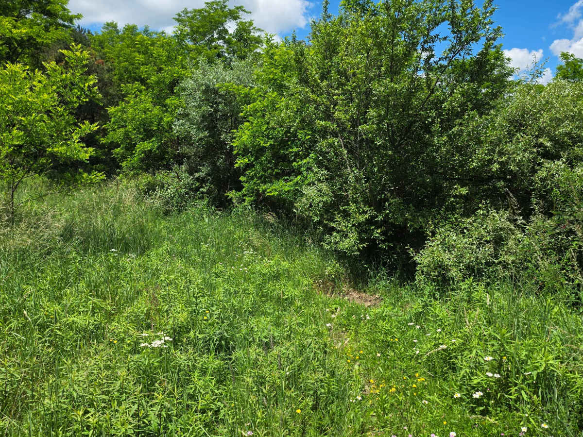 Single Track SS photo 6