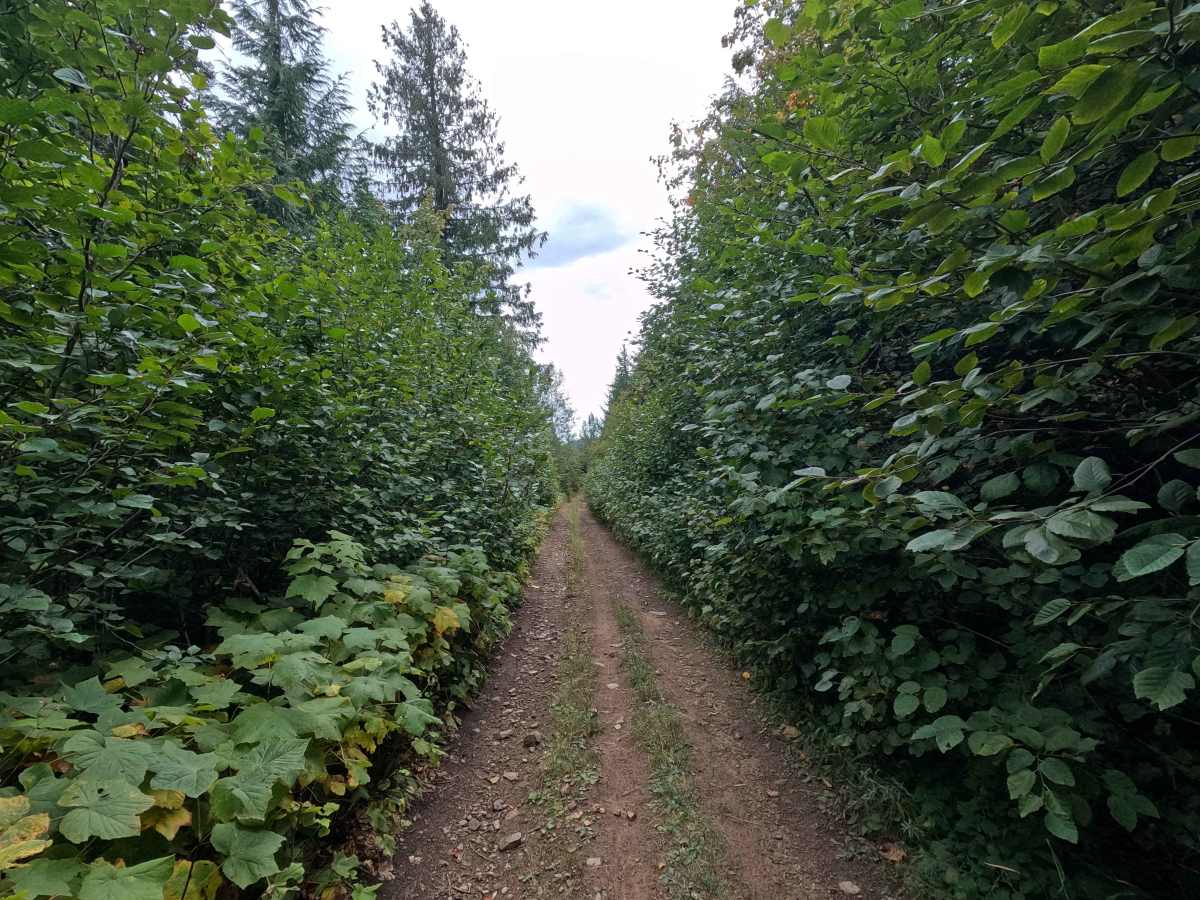 Ojibway Ridge - FS 1109 photo 3