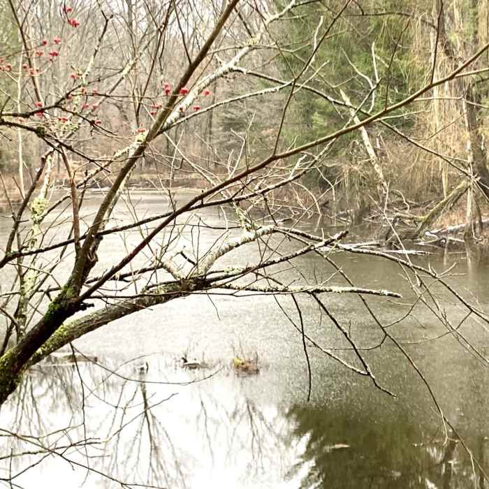 Near Bent Tree Ridge Trail by way of Tree Swallow Trail
