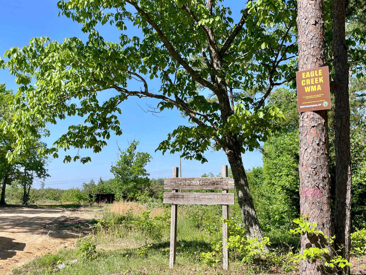 Copeland Ridge Road–Eagle Creek WMA trail photo