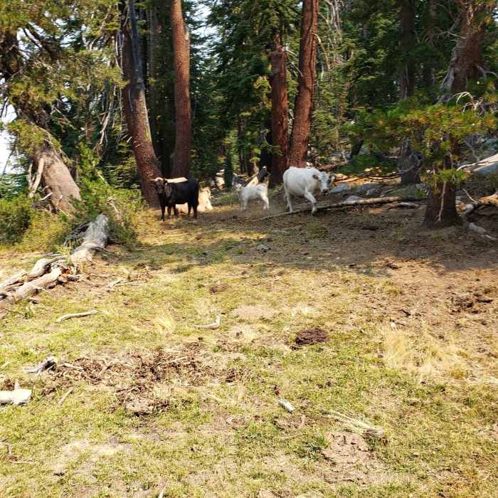 Near Wheeler Lake Trail