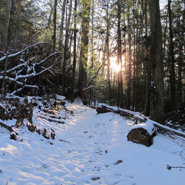 This trail sees fresh, untracked snow, if you don't count the wolves. Near Sheltowee - Osborne Loop