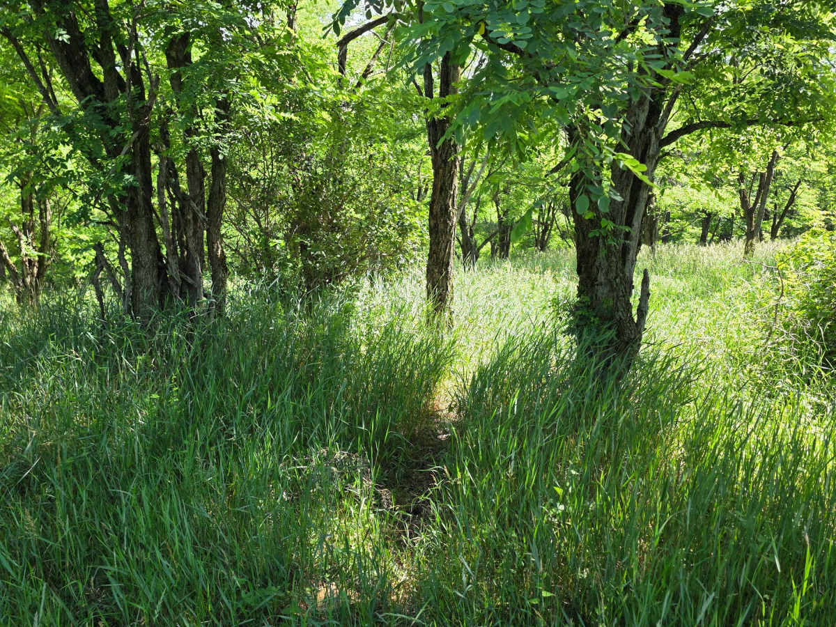 Single Track AA photo 6