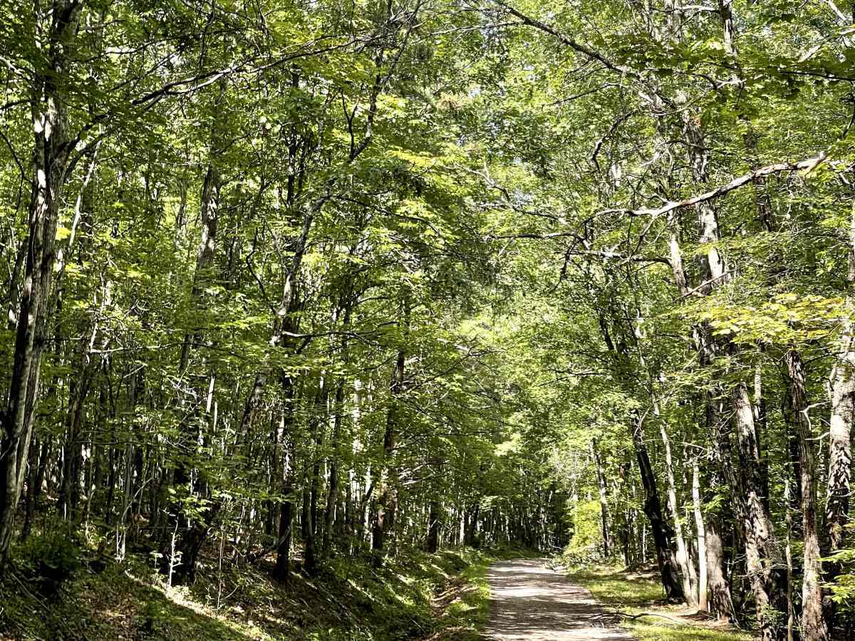 Lignite Road trail photo