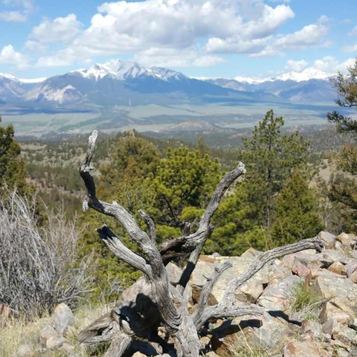 Great view of the Collegiate Peaks. Near Trail #1435