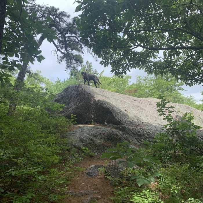 Near Terrace Pond South Trail