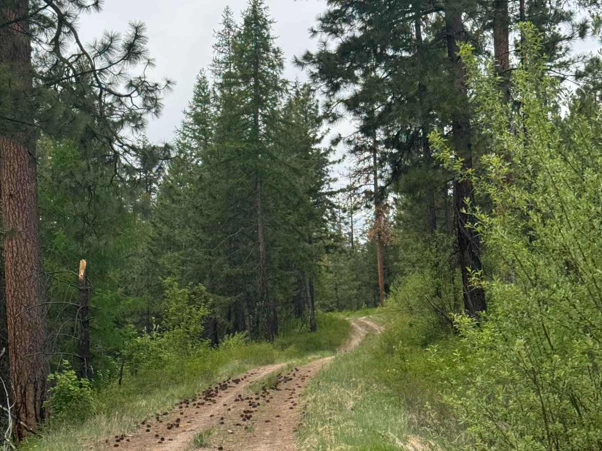 Hart Creek Ridge - FS 2000-325 trail photo