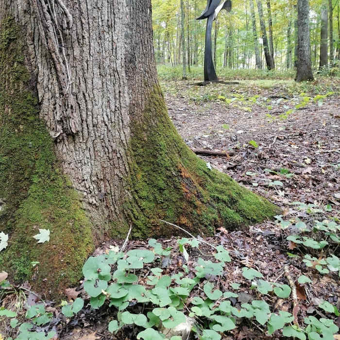Wild ginger at base of oak tree, one of many sculptures beckons in the background. Near Sculpture Trails Outdoor Museum