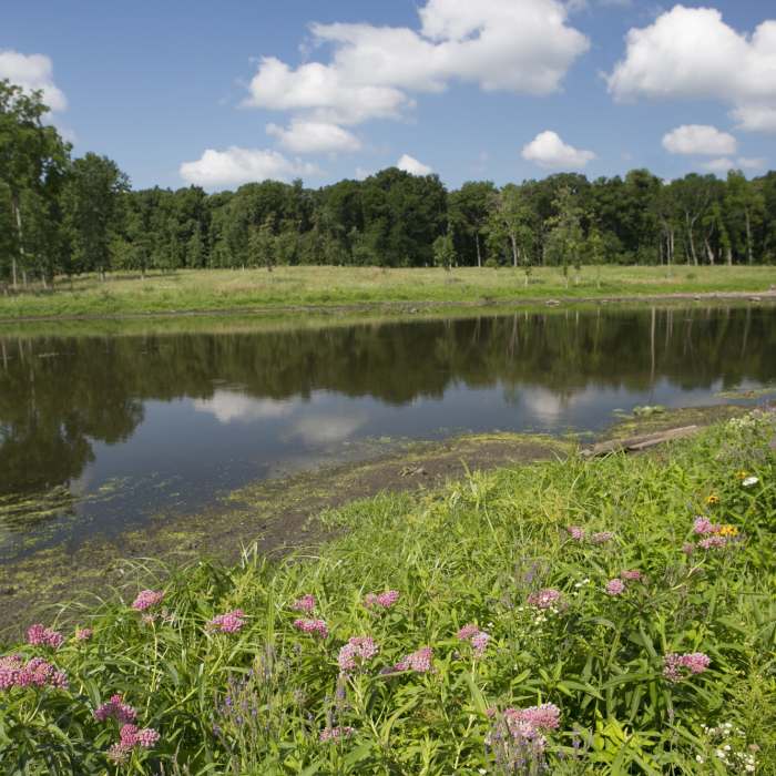 Wetland area located near the trail. Near Deer Grove Forest Loop