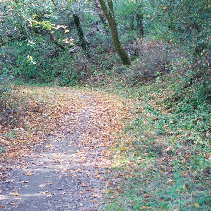 Leaves cover the trail in fall as the leaves change color and fall. Near Alpine Road Trail