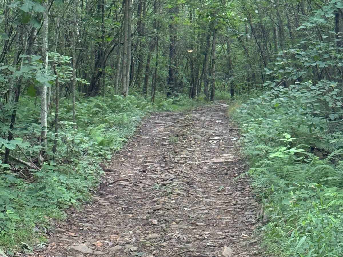 Trail 17 photo 6
