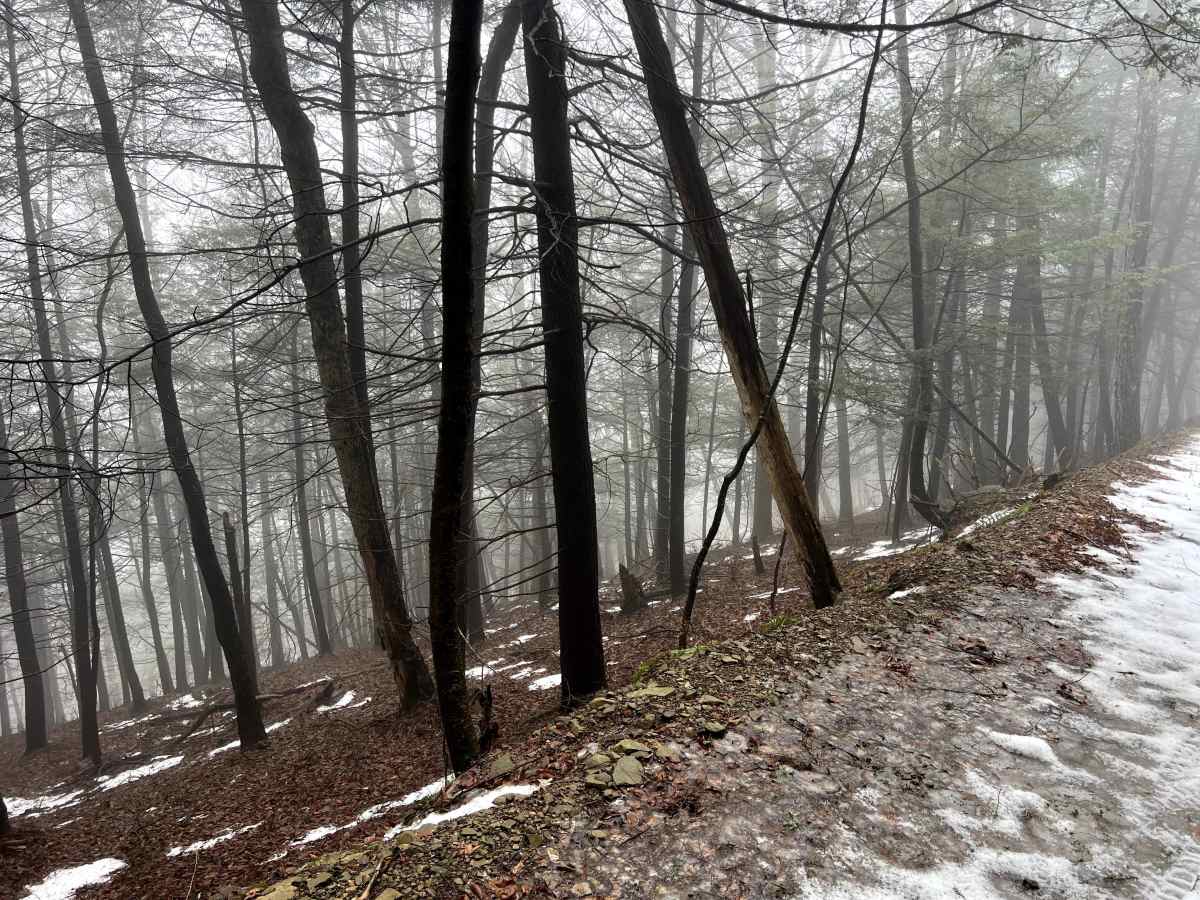 Williams Trail photo 5