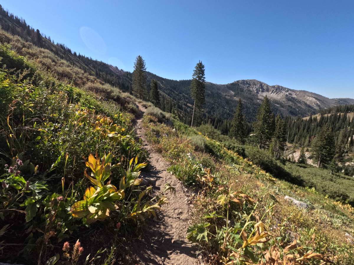 Bear-Willow Connector - FS 7197 photo 3