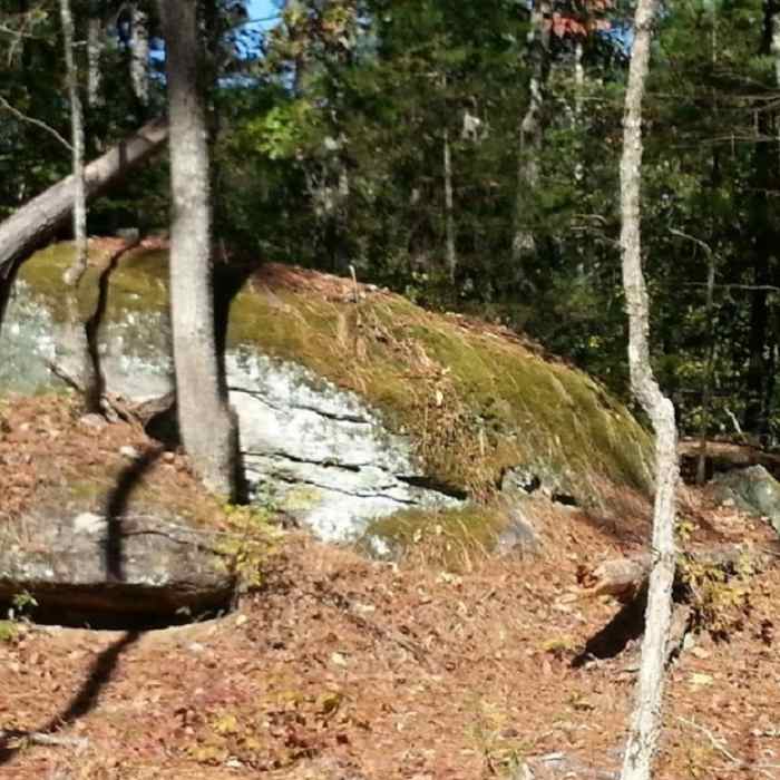 Mossy rocks along the trail. Near Panola Mountain State Park to South River Trail