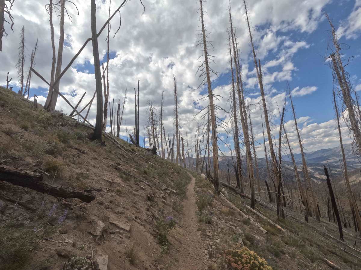 Osberg Ridgeline Trail - FS 7147 photo 4
