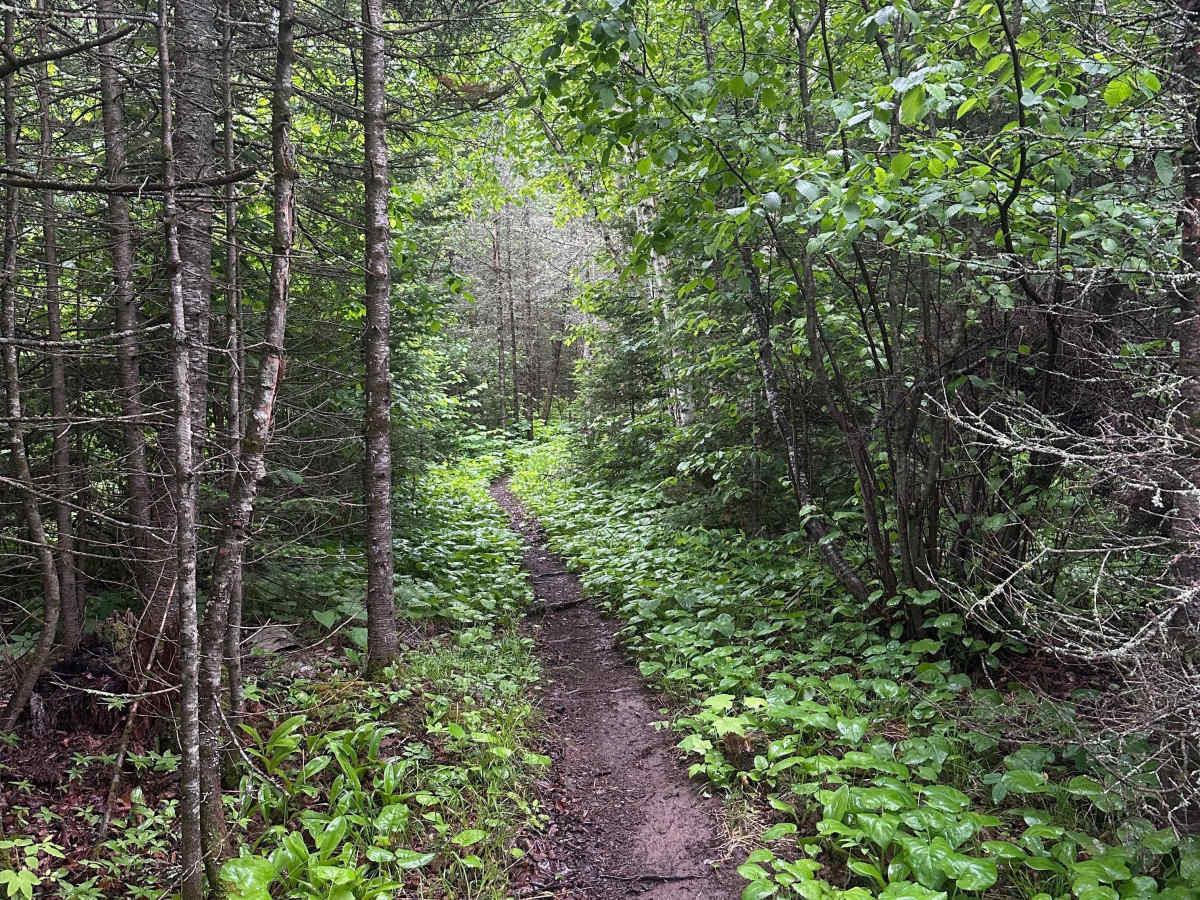 Alger Grade - Trail 11 photo 2