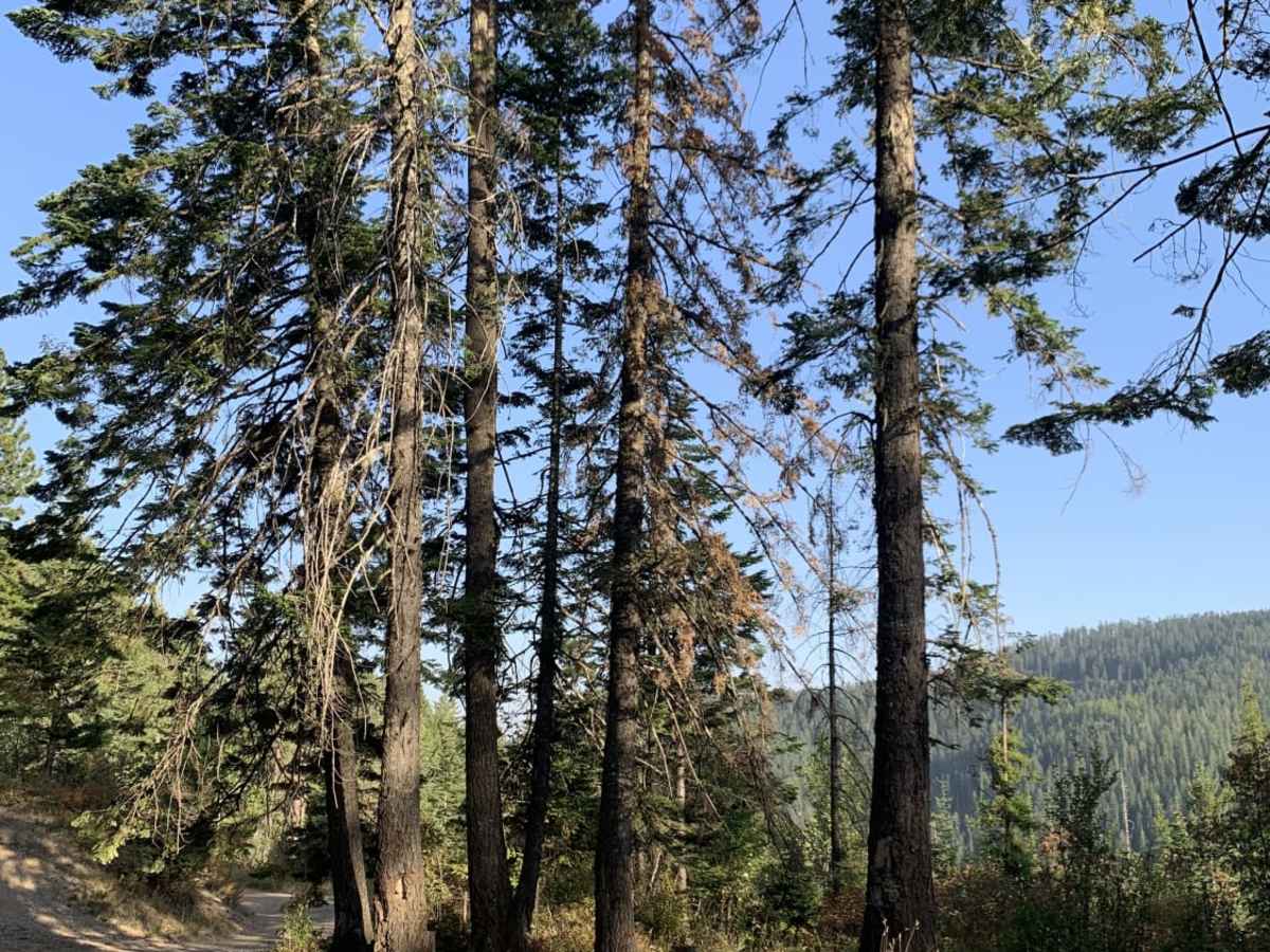 Horse Ridge Trail photo 4
