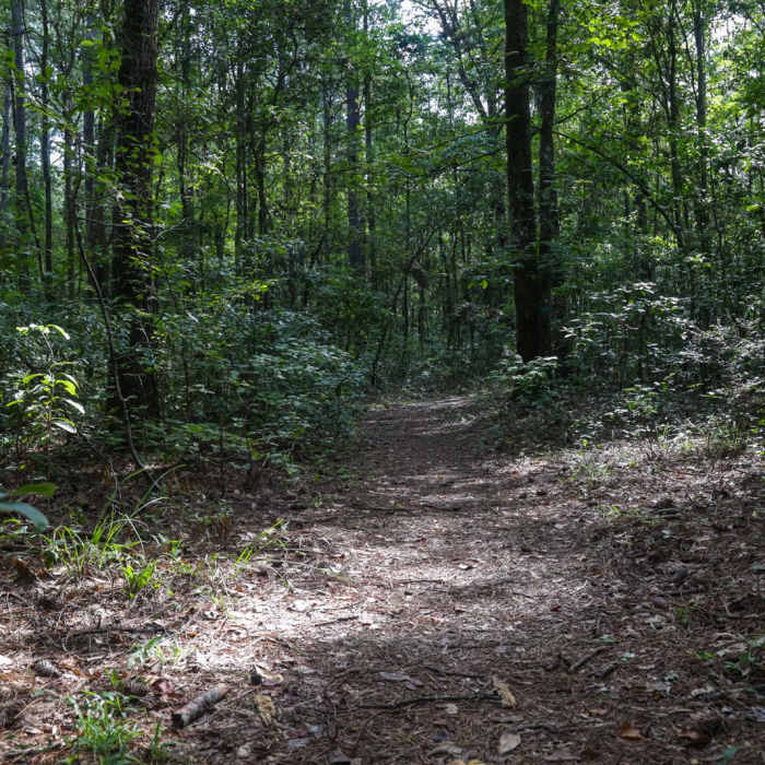 Near Sand Hills Trail via Ridge / Holly Trails Near Sand Hills Trail via Ridge / Holly Trails