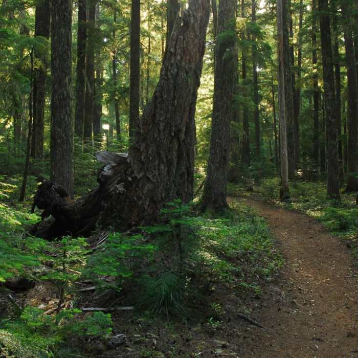 Near Timothy Lake Loop