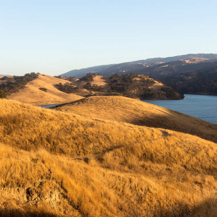 Grassy northern shore of Lake Del Valle during sunset Near Heron Bay Trail - North