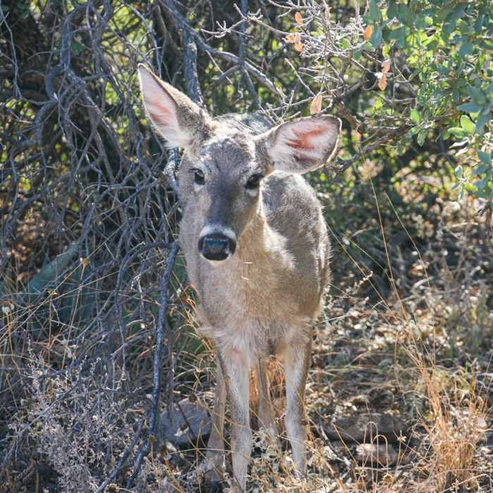 Near Chisos Basin Loop