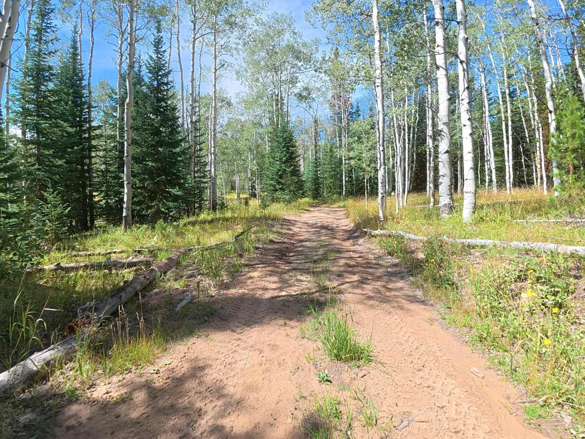 Ellison Mountain Road - FS 273 photo 4